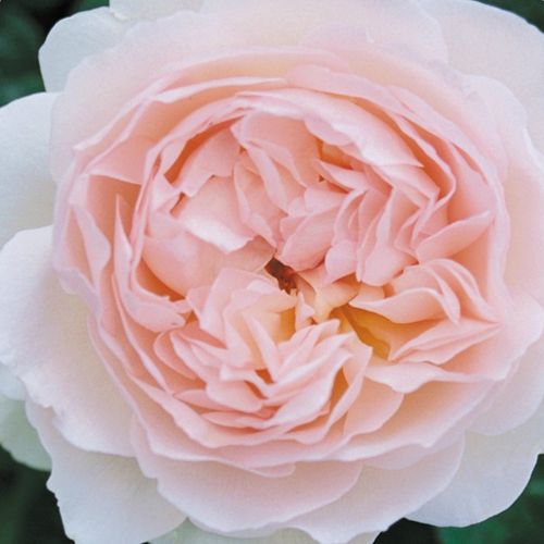 E-commerce, vendita, rose, in, vaso rose inglesi - rosa - Rosa Ausreef - rosa dal profumo discreto - David Austin - I suoi fiori profumati di color rosa pallido creano un piacevole contrasto con il fogliame verde brillante.
